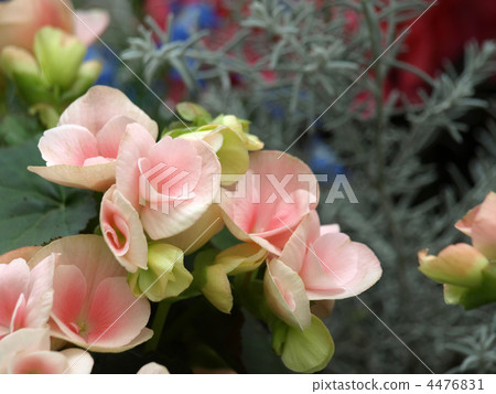 Regus Begonia 4476831