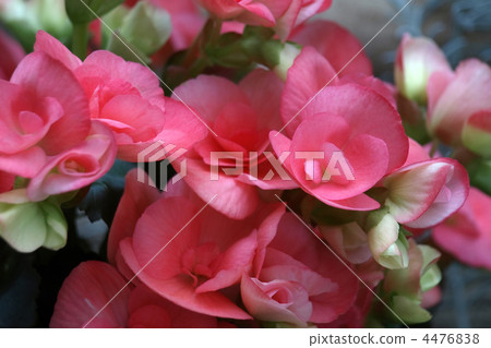 雷格斯海棠 4476838