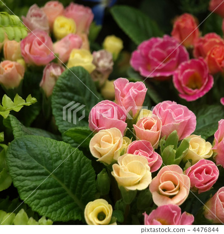 Primula Candy Magic Primula Candy Magic 4476844