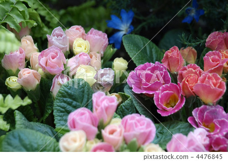 Primula Candy Magic 4476845