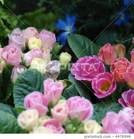 Primula Candy Magic and Happiness Primula Candy Magic and Happiness 4476846