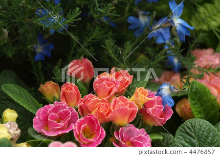 Primula Candy Magic and Happiness Primula Candy Magic and Happiness 4476857