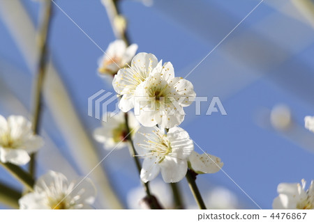 White ball (Hakukikoku) White ball (Hakukikoku) 4476867