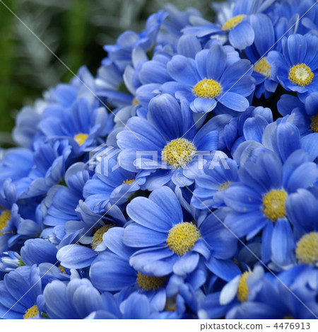 Cineraria Cineraria 4476913