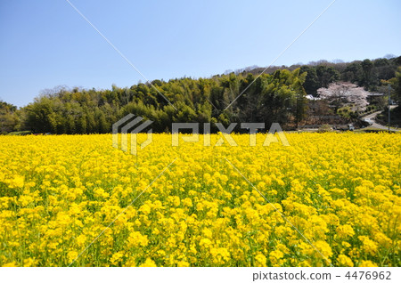 Rapeseed fields and mushrooms mountains 4476962