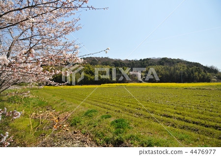 Spring bean sprouts 4476977
