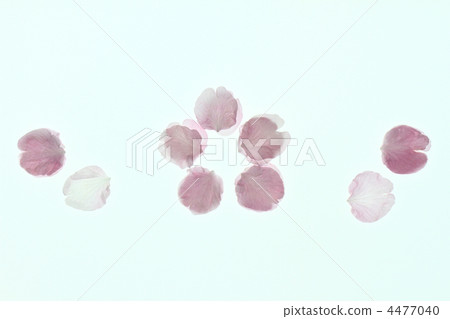 櫻花4 櫻花4 4477040