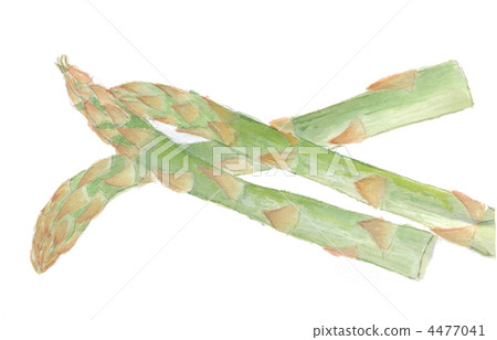 蘆筍 蘆筍 4477041