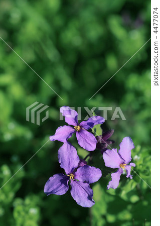 Flower radish 4477074