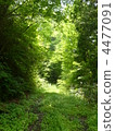 forest, wood, landscape 4477091
