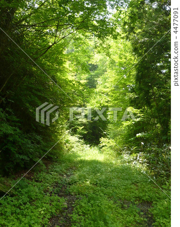 forest, wood, landscape 4477091