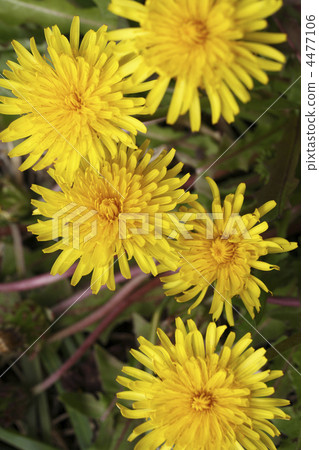 蒲公英 蒲公英 4477106