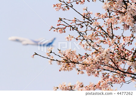 Beyond the cherry blossoms Beyond the cherry blossoms 4477262
