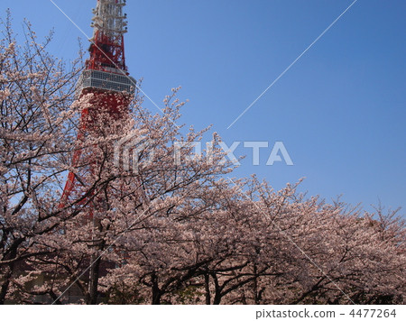 full bloom, landmark, landmarks 4477264