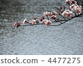 池上的櫻花 4477275