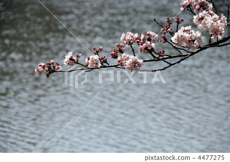Cherry blossoms at Ikegami Cherry blossoms at Ikegami 4477275