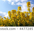 強姦開花 4477285