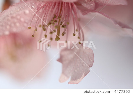 Kawazu Sakura 16 4477293