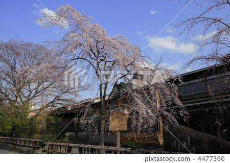 Spring Gion Shirakawa 4477360