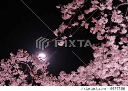 Moon cherry at moon Moon cherry at moon 4477366