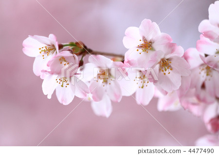 Fujisakura 26 Fujisakura 26 4477490