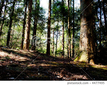 Cedar forest (artificial forest) Cedar forest (artificial forest) 4477495