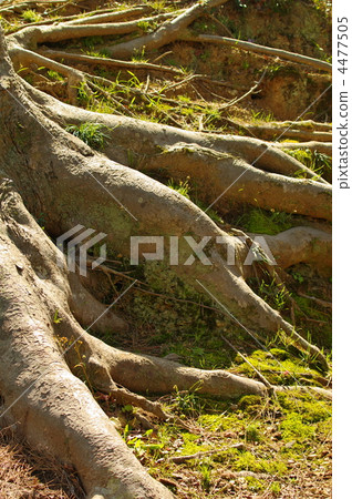 Tree root Tree root 4477505