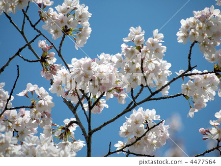 Cherry blossoms and blue sky Cherry blossoms and blue sky 4477564