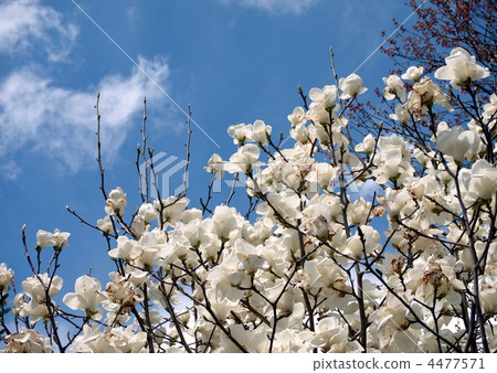 木蘭和藍天 木蘭和藍天 4477571