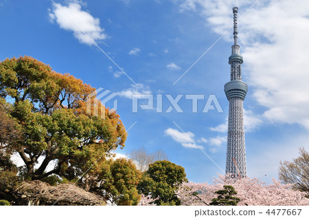 Tokyo Sky Tree and Sakura Tokyo Sky Tree and Sakura 4477667