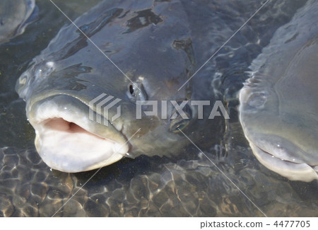 common carp, khoi, mouth 4477705