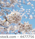 Cherry blossom, Hitofuse Kanda River 4477756