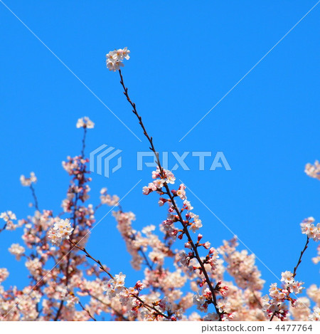Vivid blue sky and branches of cherry blossoms extending upward 4477764