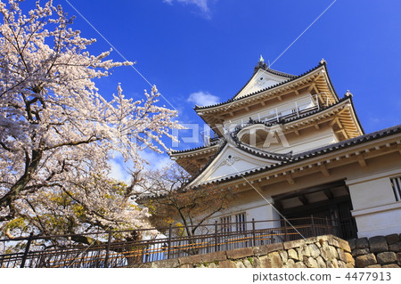 Odawara Castle and cherry blossoms in full bloom 4477913