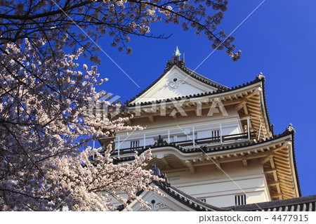 小田原城和櫻花盛開 4477915