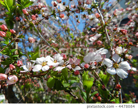 Pink Yukiyanagi (Momo Yukiyanagi) 4478084