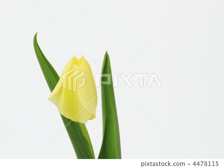 淡黃色的鬱金香 4478115