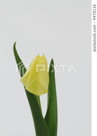 淡黃色的鬱金香 淡黃色的鬱金香 4478116