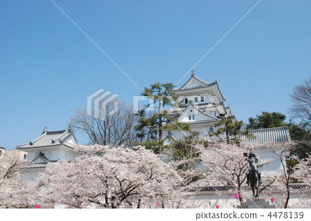 大垣城和櫻花 4478139