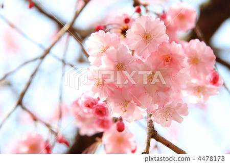 Sakura 001 Sakura 001 4478178