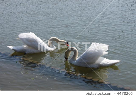 Cobb swans Cobb swans 4478205