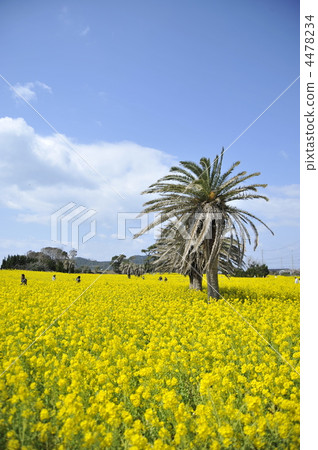 Rapeseed field 4478234
