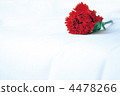 Carnation  4478266