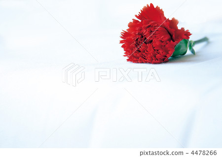Carnation  Carnation  4478266