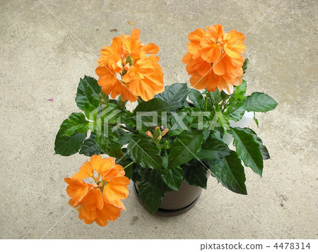 夏日蠟燭 4478314