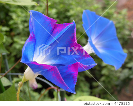 天上的藍色 西方牽牛花 花朵 4478315