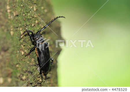 夏天甲蟲〜看見kamikiri~ 4478320