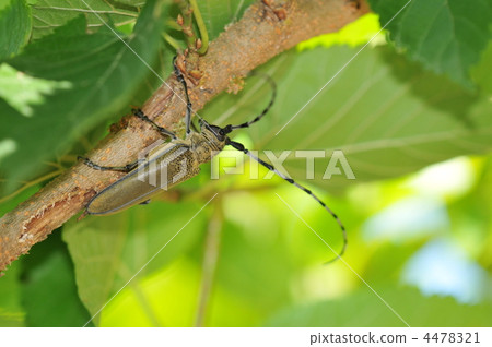 夏天甲蟲~Kuwakamikiri~ 4478321