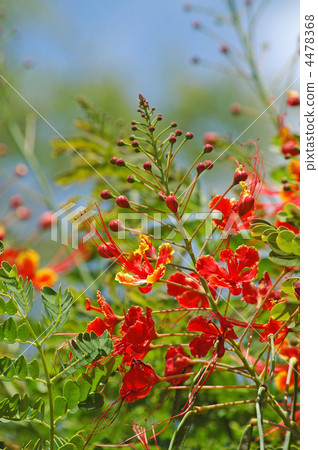 Stag beetle Stag beetle 4478368