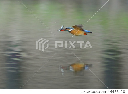 用魚射擊水面的翠鳥 用魚射擊水面的翠鳥 4478410